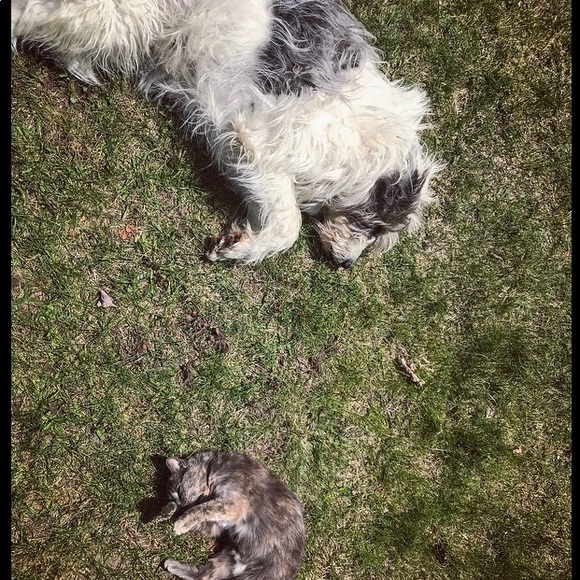 Meet your Posher, Charlie - Picture 1 of 1